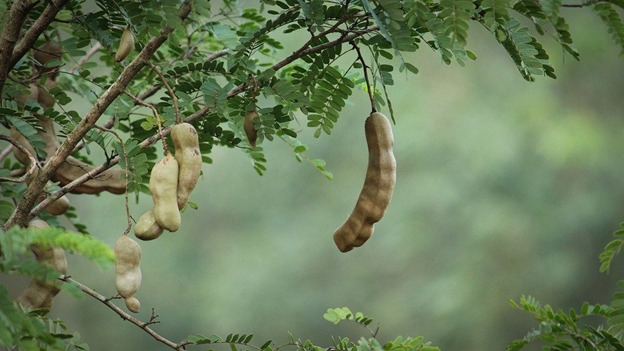 Benefits Of Tamarind